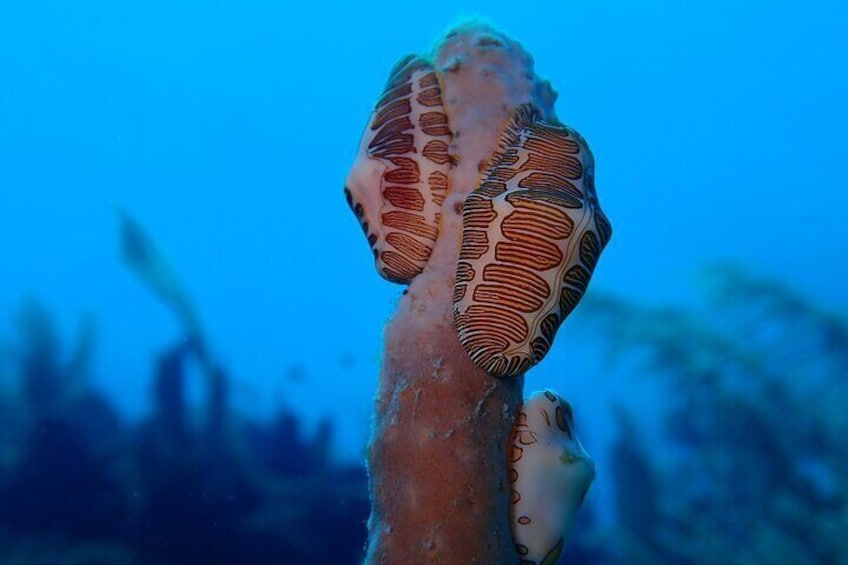 Learn to Scuba Dive in Grand Cayman