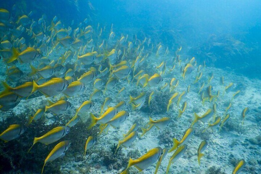 School of Yellow Fish