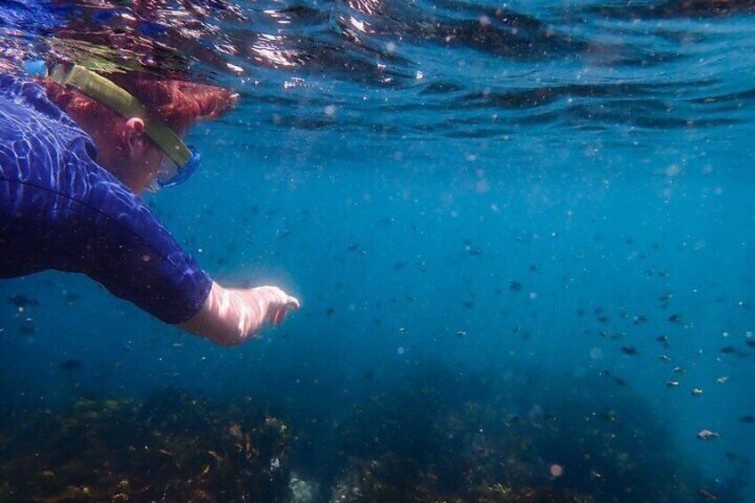 Young kid seeing fish