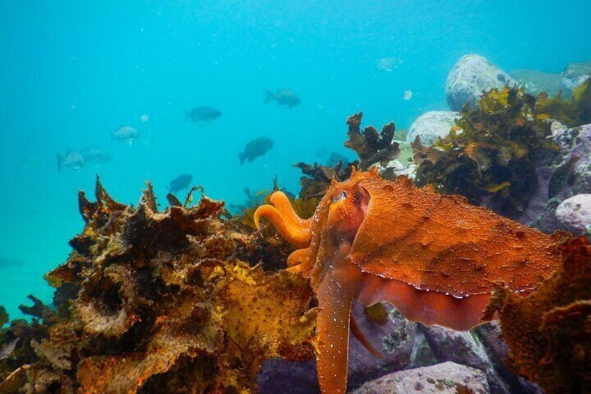 Cuttlefish watching fish