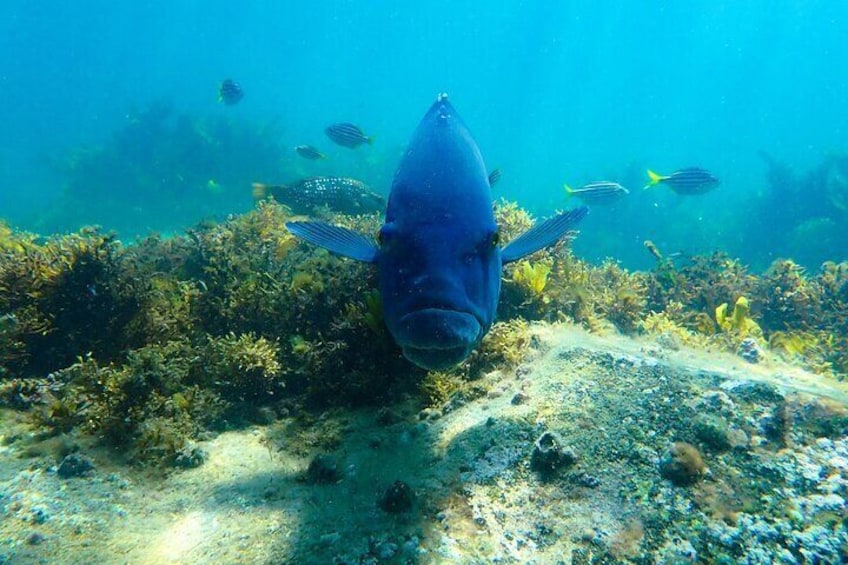 Grouper with mado with Mado fish behind it