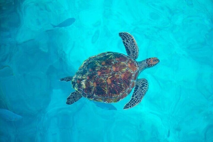 Similan Island by premier Speedboat