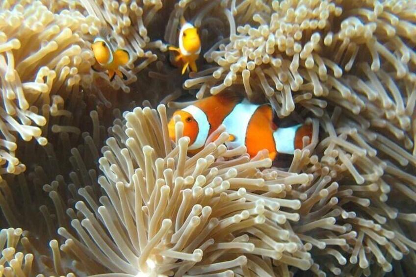 Similan Island by premier Speedboat