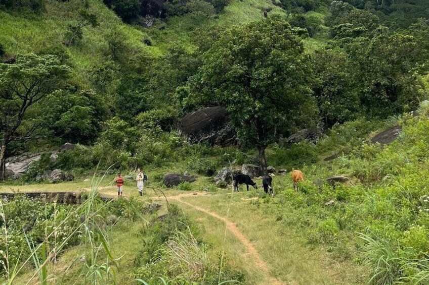 Hiking Knuckles Mountain Range from Kandy