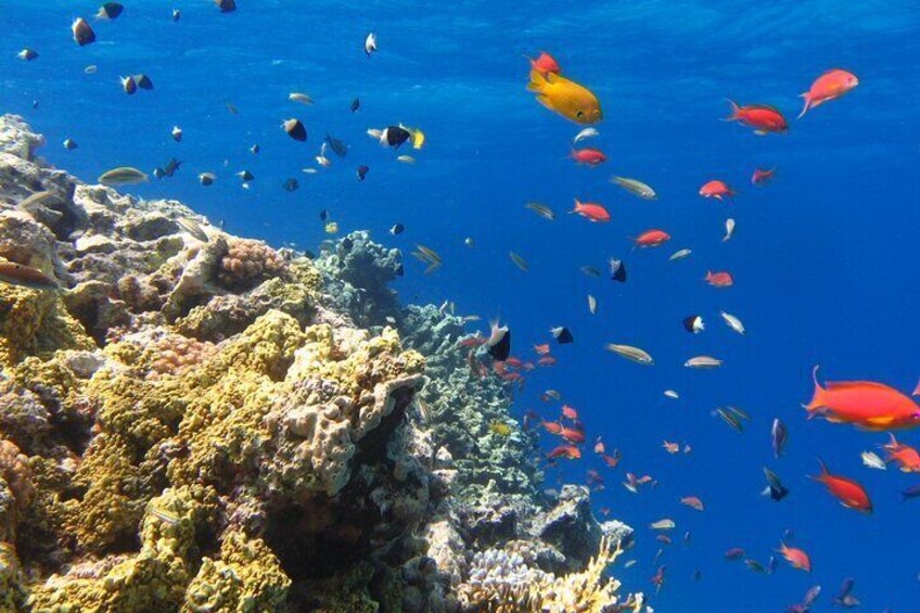 Semi Submarine Trip with Snorkelling & Transfer from Hurghada