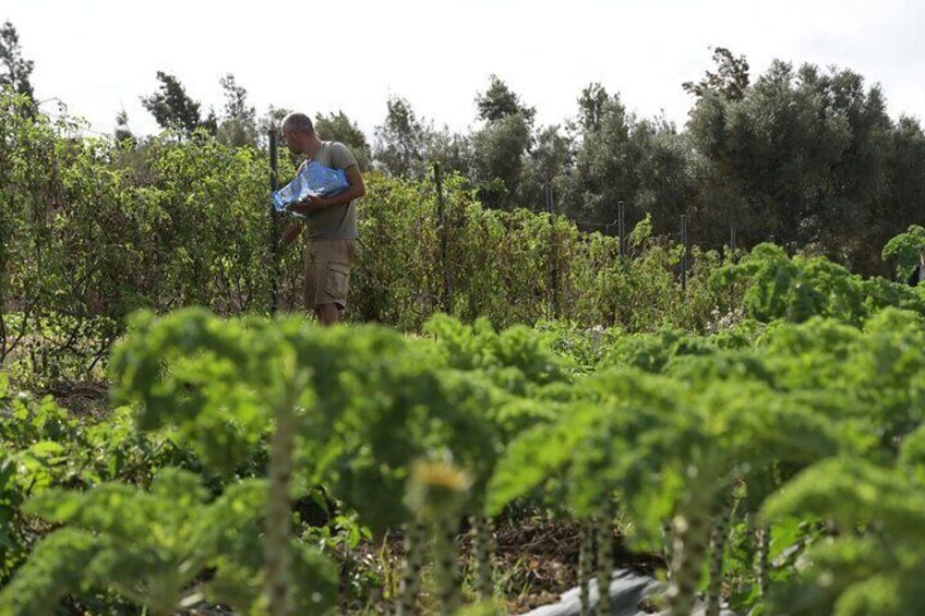 From Farm to Table Cooking Class Experience with a Portuguese Twist - The Kitchen, Lagos - Algarve - Portugal 