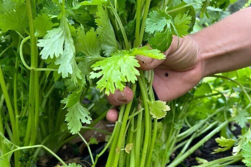 From Farm to Table Cooking Class Experience with a Portuguese Twist - The Kitchen, Lagos - Algarve - Portugal 