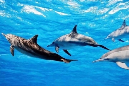 Dolphin House Samadai Reef Boat Snorkelling Trip from Marsa Alam