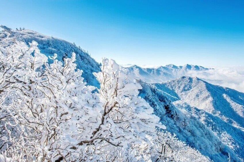 Ski and Snowboard Lesson in the Snowy Mountains of Korea