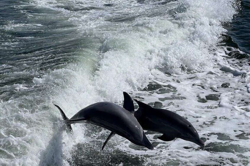 Charlotte Harbor's Local Dolphins