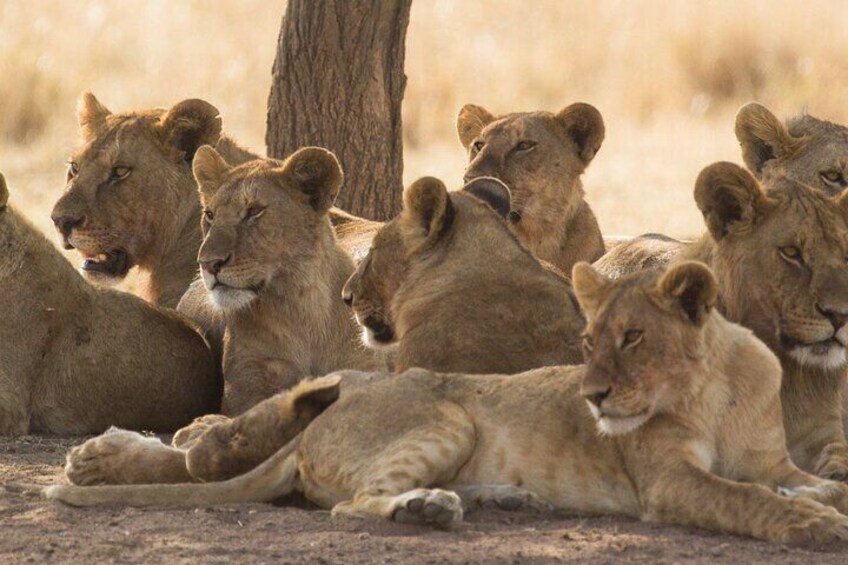 The Trifecta Lake Manyara Tarangire and Ngorongoro Crater