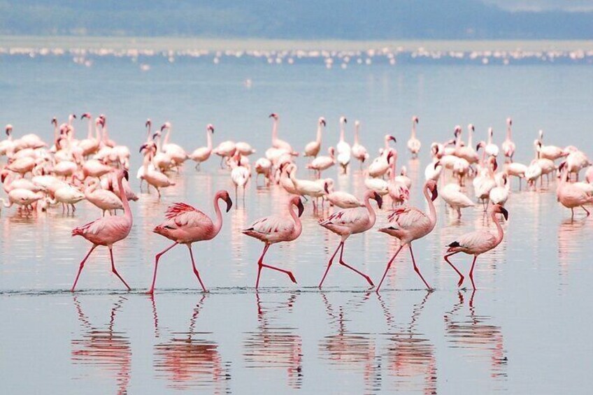 The Trifecta Lake Manyara Tarangire and Ngorongoro Crater