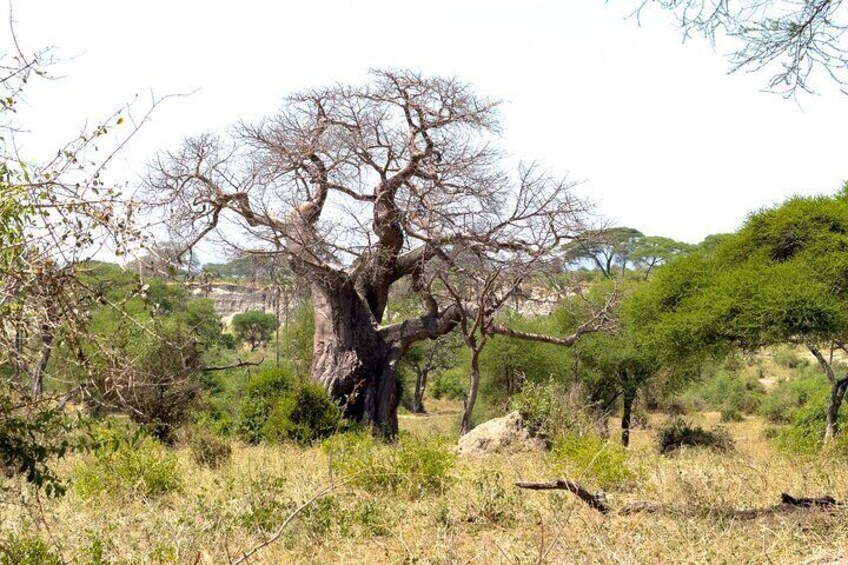 The Trifecta Lake Manyara Tarangire and Ngorongoro Crater