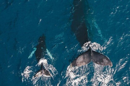 Crucero de avistamiento de ballenas en Honolulu