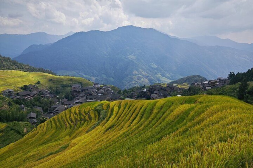 Longji Rice Terraces 