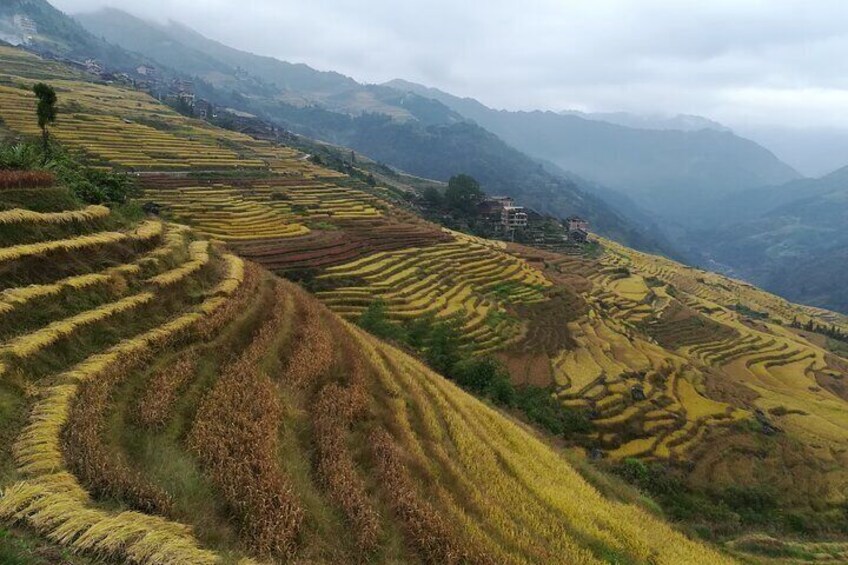 Zhuang Rice Terraces