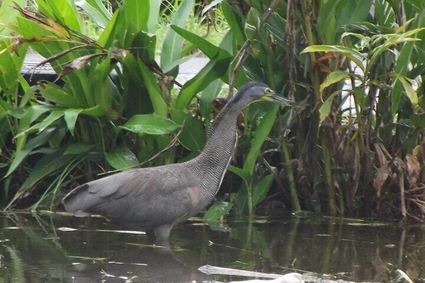 Tortuguero National Park Kayak Tour