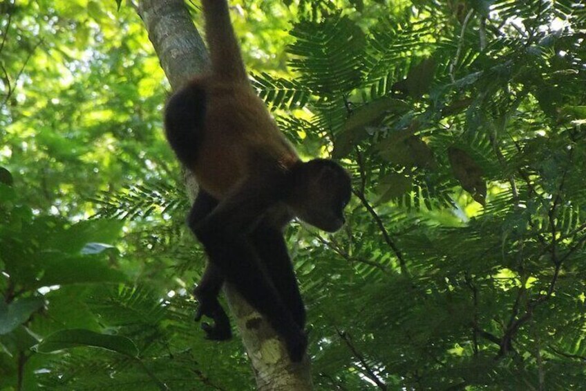 Tortuguero National Park Kayak Tour