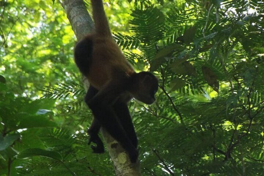 Tortuguero National Park Kayak Tour