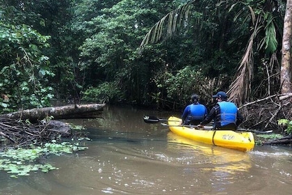 Tour in Tortuguero National Park