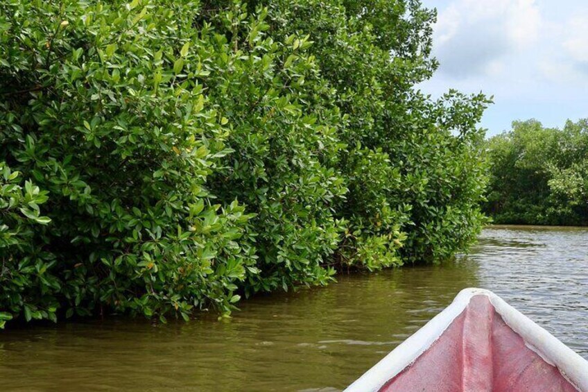Artisanal Fishing of Crabs and Fish in Mangroves with Natives