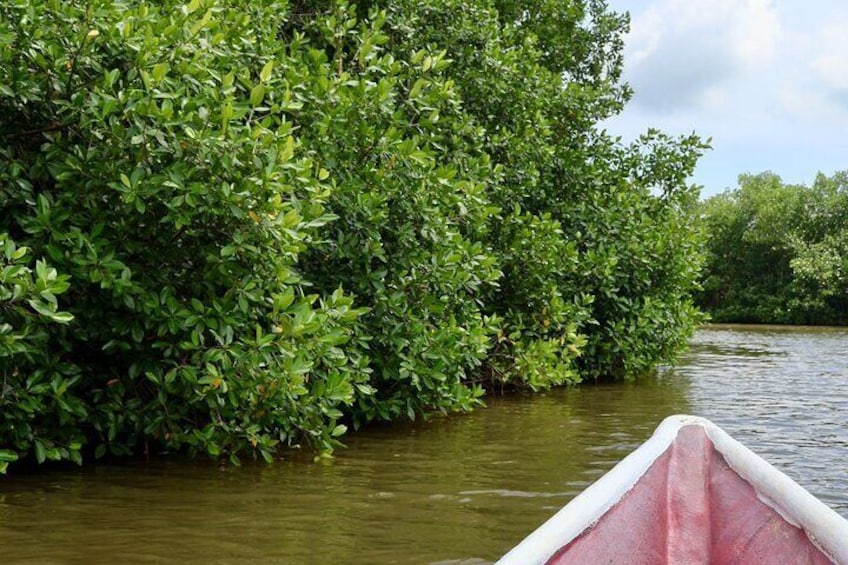 Artisanal Fishing of Crabs and Fish in Mangroves with Natives
