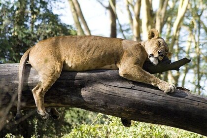 4 Days Masai Mara & Lake Nakuru Budget Group Safari in a 4x4 Jeep