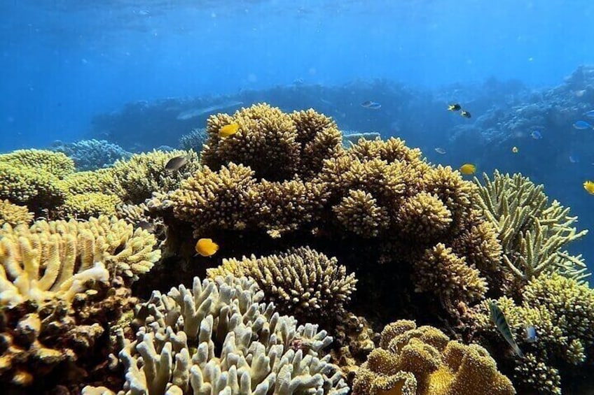Half Day Outer Reef Snorkelling Tour from Port Douglas
