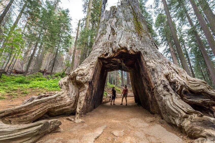 Enchanting Yosemite National Park Tour from San Francisco