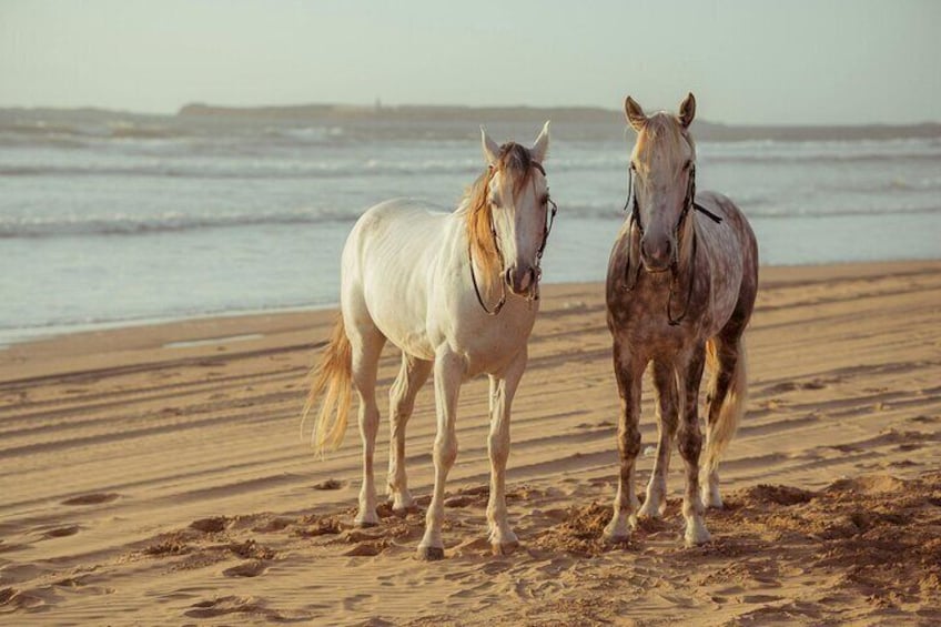 Sunset Waterfront Horseback Riding Tour