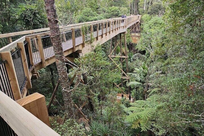 Walking Through Kauri Forest