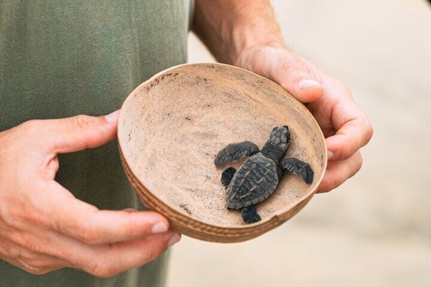 Release of Turtles
