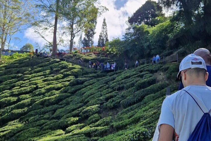 Cameron Highlands Private Day Tour from Ipoh, Package B