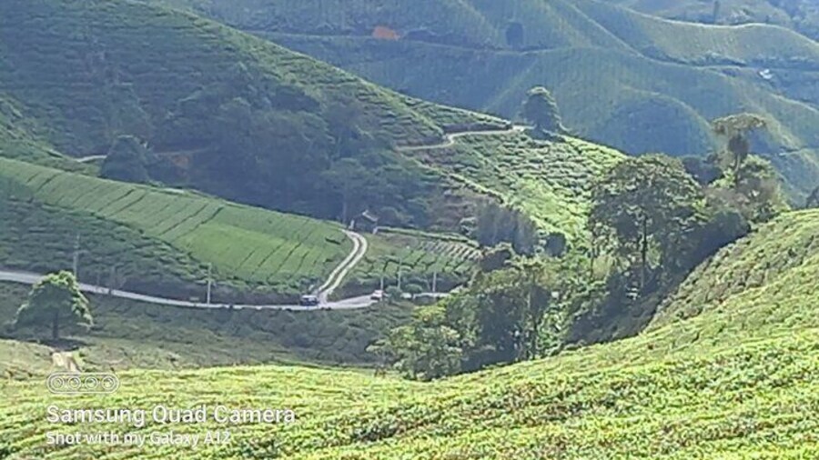 Cameron Highlands Private Day Tour from Ipoh, Package B