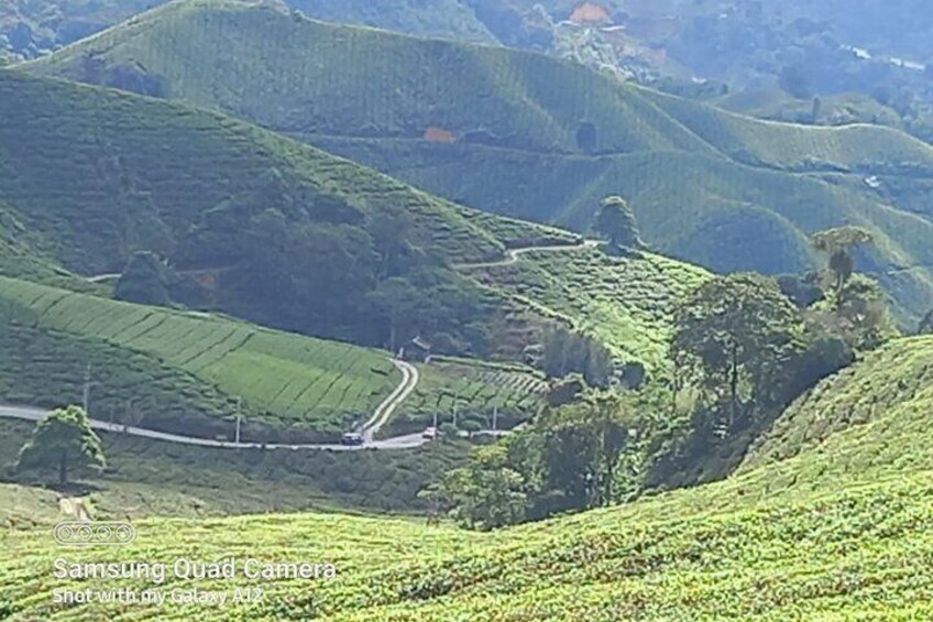 Cameron Highlands Private Day Tour from Ipoh, Package B