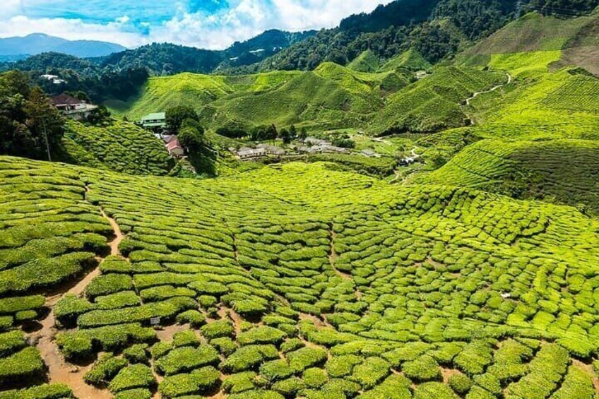 Cameron Highlands Private Day Tour from Ipoh, Package B