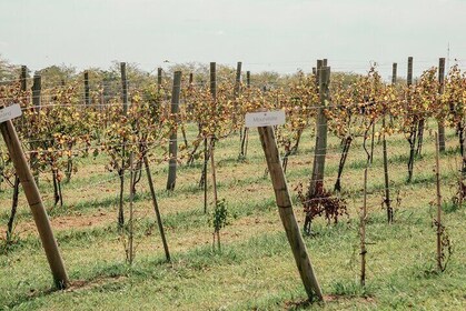 Buenos Aires Experience Winery Gamboa Tasting and Lunch.