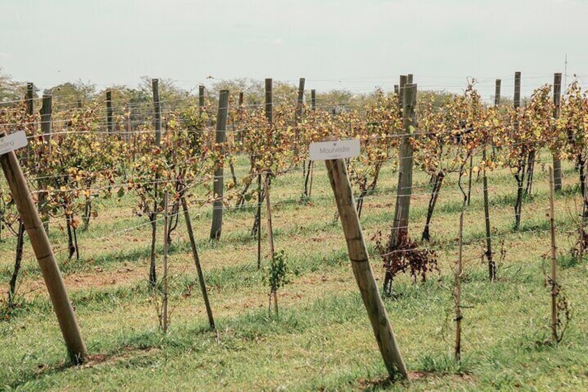 Buenos Aires Experience Winery Gamboa Tasting and Lunch.