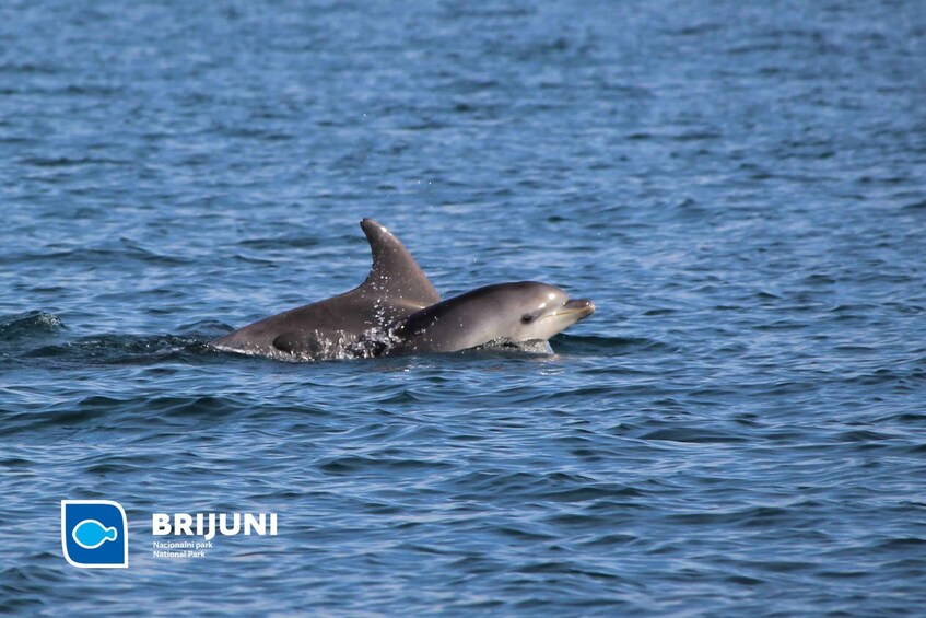 Picture 8 for Activity From Pula: Sunset Cruise with Dolphin Watching