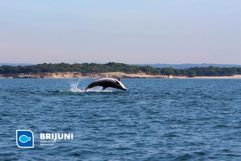 Picture 10 for Activity From Pula: Sunset Cruise with Dolphin Watching