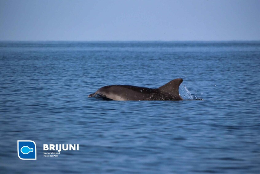 Picture 3 for Activity From Pula: Sunset Cruise with Dolphin Watching