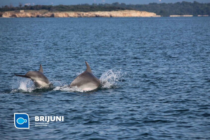 Picture 9 for Activity From Pula: Sunset Cruise with Dolphin Watching