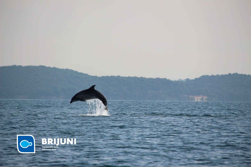 Picture 4 for Activity From Pula: Sunset Cruise with Dolphin Watching
