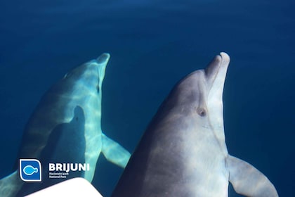 From Pula: Sunset Cruise with Dolphin Watching