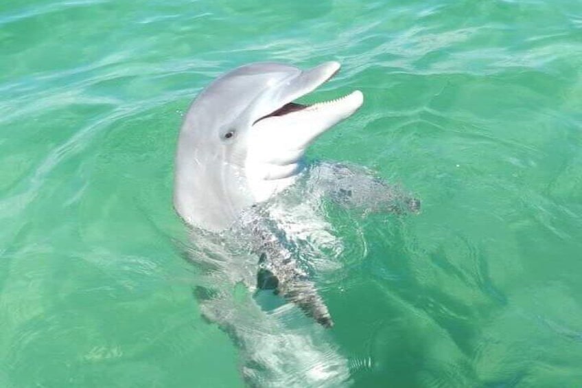 Dolphin in the gulf