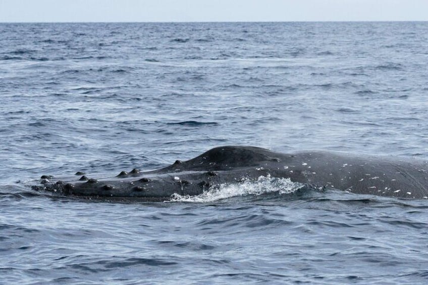 Humpback taking a breath on the surface