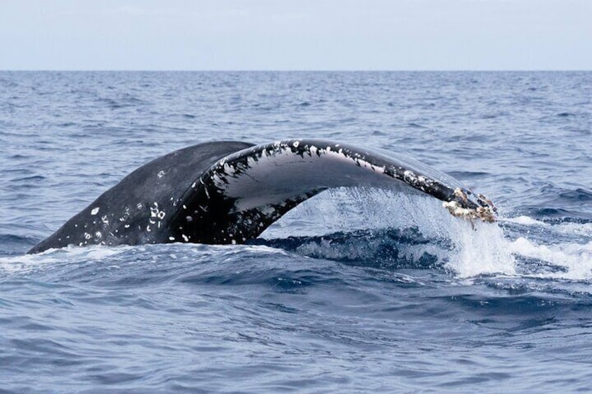 Humpback Whale Tail