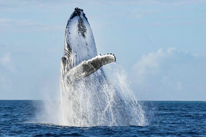 Humpback Whale Breaching