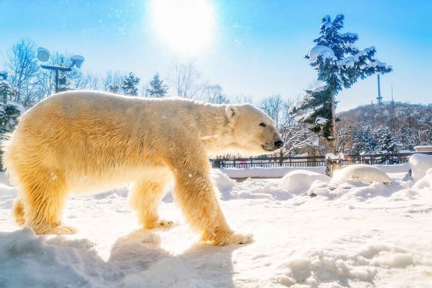 Picture 1 for Activity Hokkaido:Asahiyama Zoo, Shirahige Falls & Biei Pond Day Tour