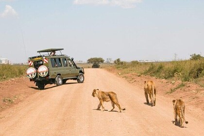 9 Days African Wild Safari and Beach Tour